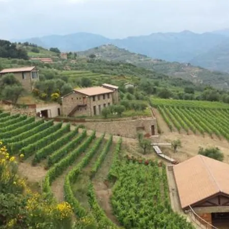 Stone Among Olives And Vines * Dolceacqua